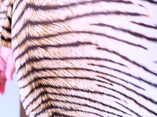 Kim Velez: Tiger In A Tight Dress